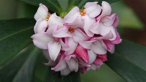 Daphne Plants And Varieties For Sale Daphne Care Nurseries Online