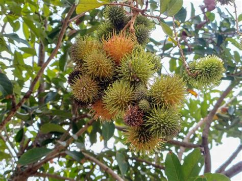 Green Rambutan Fruits Or Nephelium Lappaceum On Tree A Tropical Tree