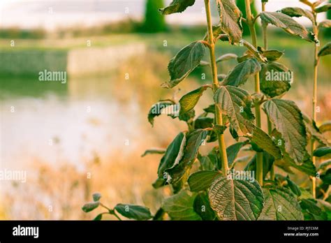 Verdadero Maidenhair Fotograf As E Im Genes De Alta Resoluci N Alamy