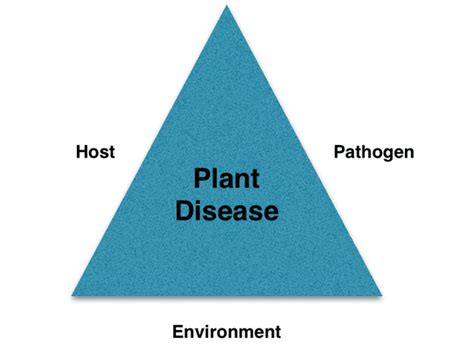 Disease Triangle - The Daily Garden