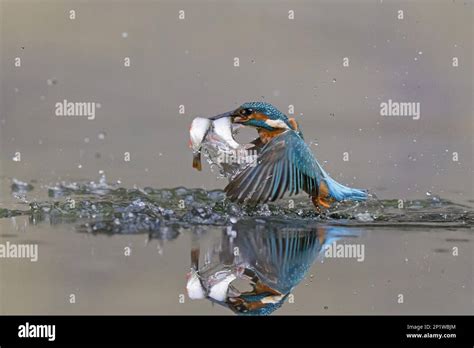 Common Kingfisher Alcedo Atthis Adult Male In Flight Emerging From