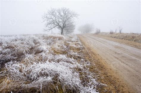 Trees in misty haze 6945881 Stock Photo at Vecteezy