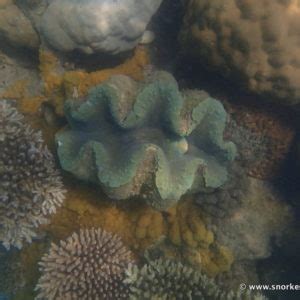 Snorkeling Fitzroy Island | Snorkeling the Great Barrier Reef, Australia