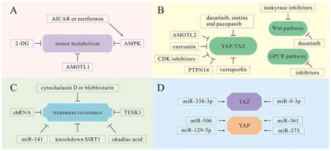 Multifaceted Regulation And Functions Of Yap Taz In Tumors Review