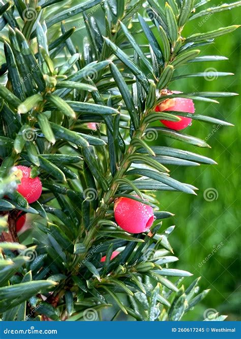 Canadian Yew Taxus Canadensis Native Shrub In Shaded Areas Stock