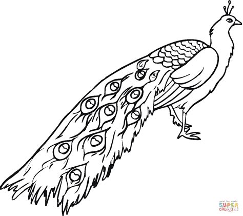 Peafowl coloring page | Free Printable Coloring Pages