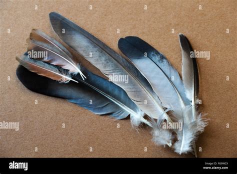 Eastern Mockingbird feathers. A Cooper Hawk had killed the Mockingbird ...