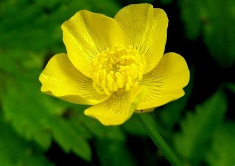 Ranunculus 101 Easy Guide How To Grow Buttercups At Home