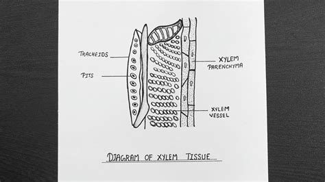 Diagram Of Xylem