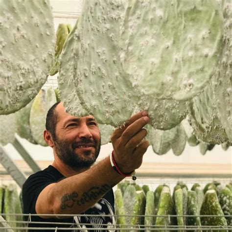 La Grana Cochinilla Fuente De Inspiraci N Para El Arte Oaxaque O