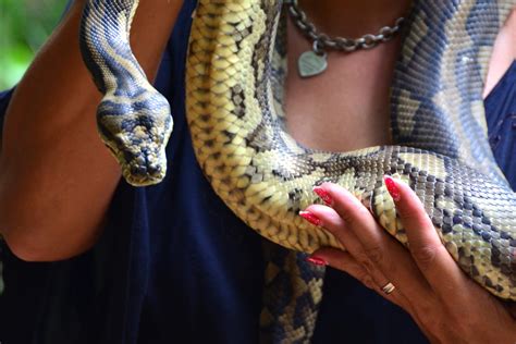 The Truth About Venomous Snakes In Sri Lanka For Travelers