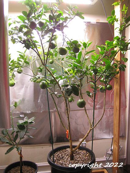 Growing Citrus Indoors At