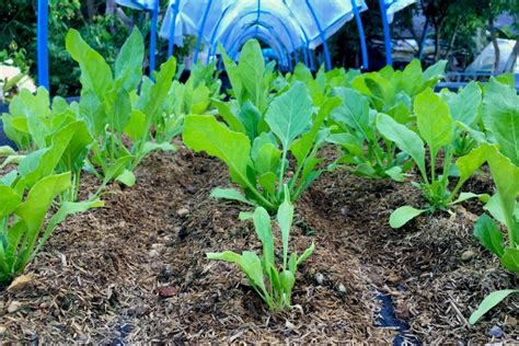 Spinach Plant Spacing » Top Tips for Best Growth