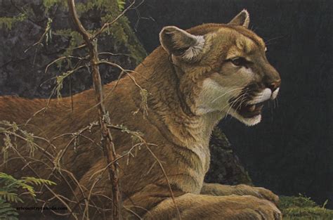 Art Country Canada -ROBERT BATEMAN Cougar Portrait Offset limited ...