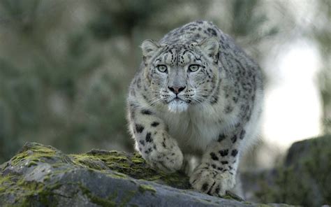 Snow Leopard Wallpaper Hd 69 Pictures Wallpaperset