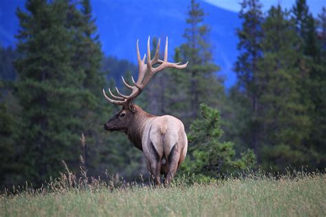 Wapiti Foto And Bild North America Canada The West Bilder Auf