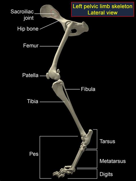 Femur In Skeleton