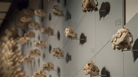 SKULLS - Museums - Cinnabar