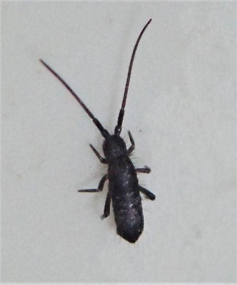 Small Insect Pogonognathellus Bugguide