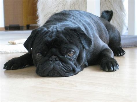 Lazy Dog Breeds | The Smart Dog Guide