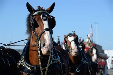 Budweiser Has 'Message for America' as Clydesdales Returning for Super ...