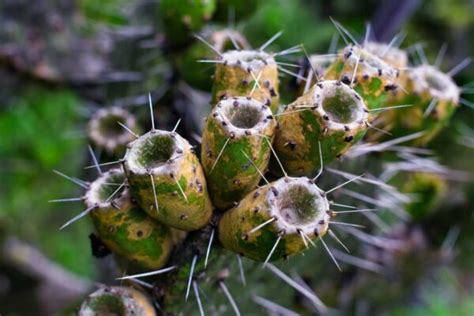 Accede Al Curso Especies De La Reserva Ecol Gica Del Pedregal De San