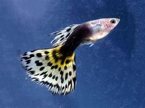 Different Types Of Guppy Fish Guppies With Pictures Fish Guppy