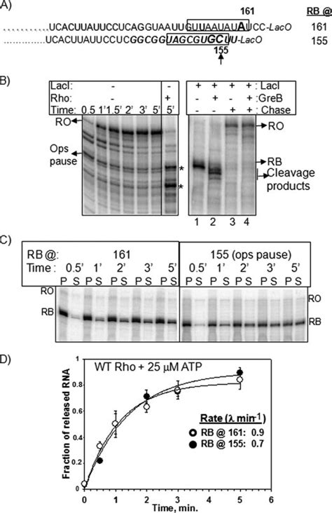 Rho Releases Rna Efficiently From Reversibly Backtracked Ecs A Rna