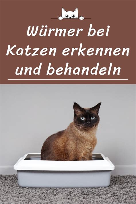 W Rmer Bei Katzen Erkennen Und Behandeln Katzenurin Wurmkur Katze