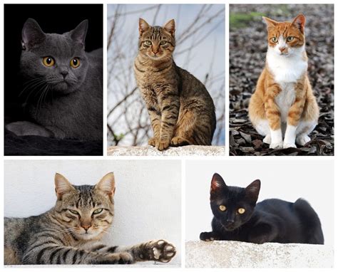 Différentes Races De Chats • Les Plus Belles Photos Par Bonjour Nature