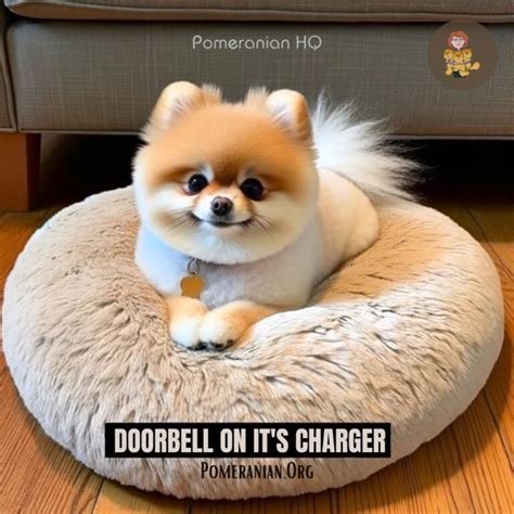 Ultimate Pomeranian Memes Collection by Denise at Pomeranian Headquarters