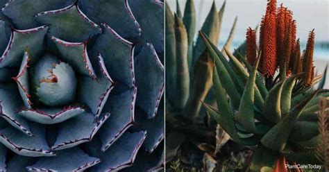 Agave Vs Aloe What Is The Difference Between Them