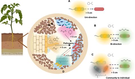 Microbial Volatiles Mediate Bacterial Evolutionary Dynamics The ISME