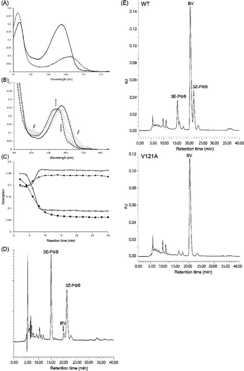 Enzymatic Assay Of V121A Mutated Tomato P B Synthase A The