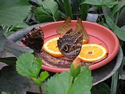 Category Lepidoptera In Butterfly House At Hagaparken Wikimedia Commons