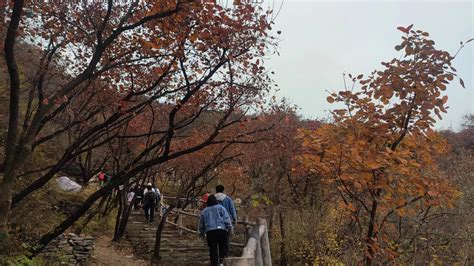 霜叶红于二月花！北京房山区坡峰岭迎来红叶最佳观赏期北京日报网