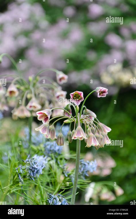 Sicilian Honey Lily Allium Siculum Syn Nectaroscordum Siculum Subsp