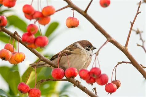 Flowering Crabapples with Persistent Fruit