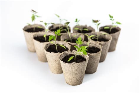 Pl Ntulas De Tomate En Macetas Reciclables Biodegradables Eco Sobre