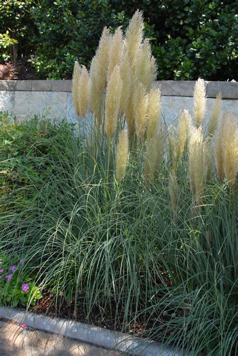 Cortaderia selloana (Pampas Grass) | North Carolina Extension Gardener ...