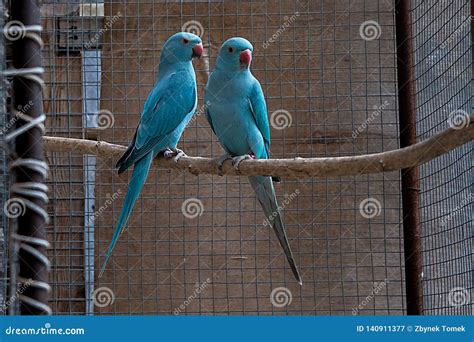 A Young Pair Of Alexander Parakeets Stock Image Image Of Blue Flying