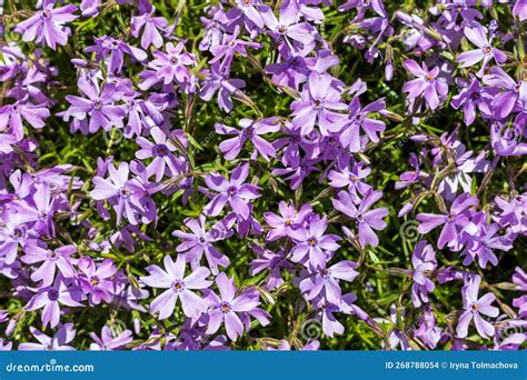 Purple Creeping Phlox Blooming Phlox In Spring Garden Top View Close