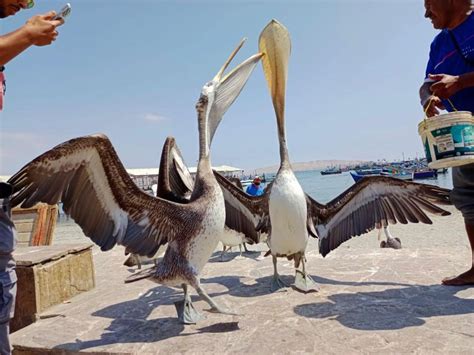 Paracas Ballestas Eilanden Paracas Nationaal Reservaat Getyourguide