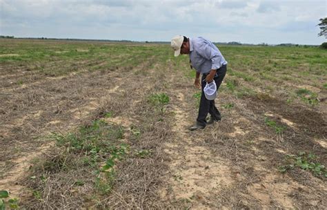 Anapo prevé disminución de 600 mil toneladas de soya y menos divisas