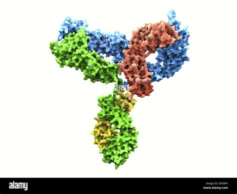 Immunoglobulin G (IgG)