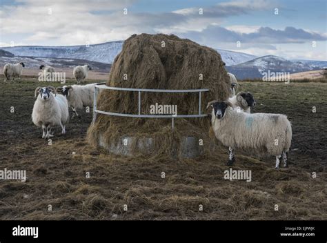 Domestic Sheep Scottish Blackface Flock Feeding On Big Bale Silage