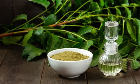 Does Neem Oil Kill Earwigs? A Comprehensive Look | Amaral Farm