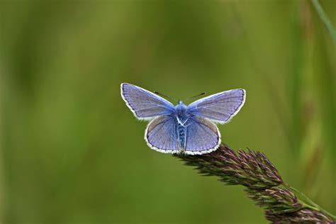 Goes Door Arjan Van Lomwel Goes Icarusblauwtje Omroep Zeeland