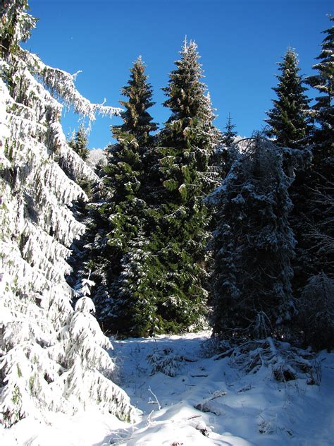 Bildet Landskap Tre Natur Skog Villmark Sn Vinter Sti Hvit