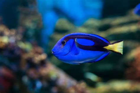 Wie Schnell Wachsen Blue Tangs Alles Zu Wissen Rocket Site